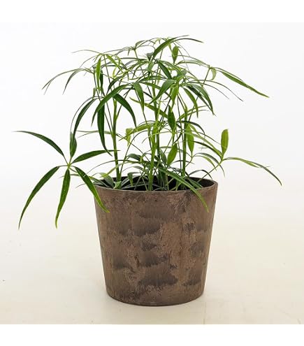 Amazon｜大株 クジャクヤシ斑入り Caryota mitis variegated 5号｜観葉